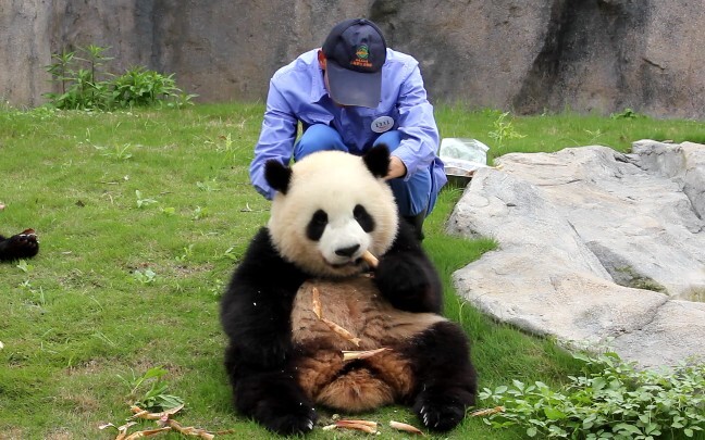 [Panda] Silly fatty Xuebao being teased