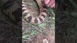 Rattlesnake bites itself. It killed 100 villagers so we're heroes