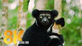 Amazon Rainforest Wildlife Animals