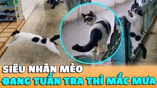 SIÊU NHÂN MÈO Đang Đi TUẦN TRA Thì MẮC MƯA | Siêu Thú Cưng