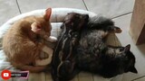 CAT AND PIG SLEEP TOGETHER (PUSA AT BABOY MAGKASABAY MATULOG)