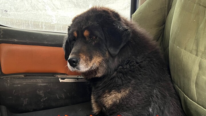 Làm thế nào để mang một chú chó Ngao Tây Tạng hoang dã về nhà? Tôi đã mất hai năm 34 ngày.