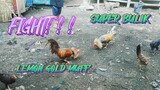 LEMON GOLD MUFF VS SUPER BULIK    SPAR!!