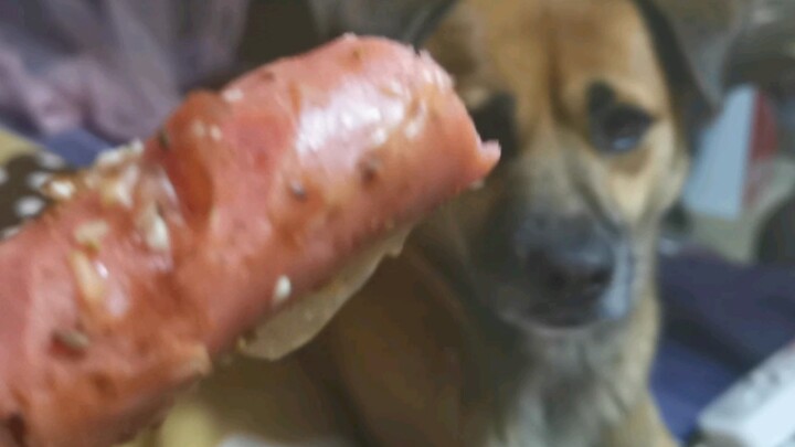 Eating sausage in front of the dog in the middle of the night.