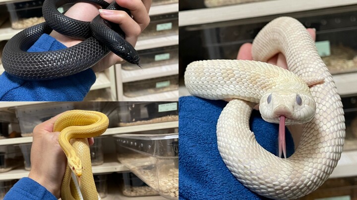Loại rắn dành cho người mới, bạn thích loại nào nhất?