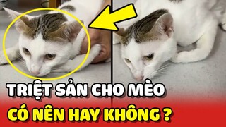 Hành trình TRIỆT SẢN mèo của cô chủ kênh Tiktok Mèo Hoang Đẹp 😅 | Yêu Lu