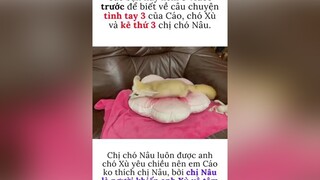 cáo_nhỏ🦊 cáoteam🦊 fox chó_cưng chócute chómèohàihước dogs doglover dogsofttiktok