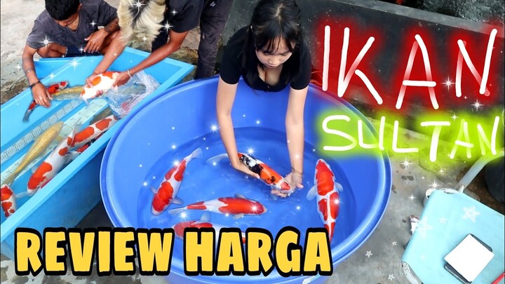 IKAN KOI SULTAN ‼️DITEMPAT INI KOINYA MANTUL PUOL GAES
