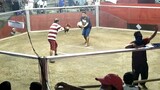 3 cock derby last fight