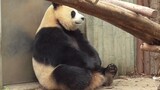 Panda Raksasa Yuanrun: Kalian tidak mengerti kesedihan di hatiku