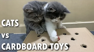 Cats Vs ของเล่นกระดาษแข็ง