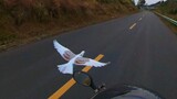 The pigeon made a beautiful 20-kilometer glide without gasping.