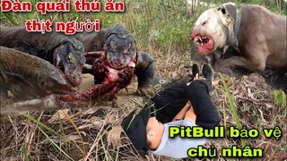 Màn Truy Đuổi Quái Thú Của Anh Em Săn Bắt Ẩm Thực Vùng Cao Cùng Pitbull Max Thợ Săn