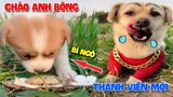 Thú Cưng Vlog | Bông Bé Bỏng đón Thành Viên Mới Bí Ngô | Chó thông minh đáng yêu | Funny cute dog
