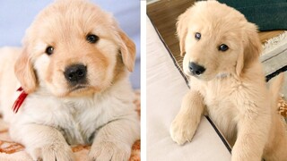 Cute Golden Dogs Help You Relax After Tiring Day 🐶🥰 | Cute Puppies