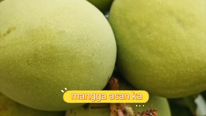 hanap ng mangga sa cuyapo