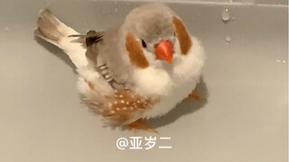 珍珠鸟洗澡-可爱到犯规