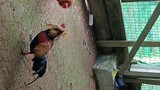 fighting Cock