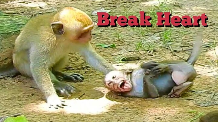Break Heart Baby Monkey Cry Loudly, Monkey Attack Baby Cry Too Much, Monkey Try Hit Baby Cry