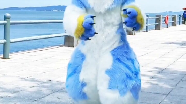[Beluga Tidy] Blue Dog Gou mời bạn đi chơi ở bãi biển! [Mùa hè ở thị trấn nhỏ丨Vũ điệu Fursuit]