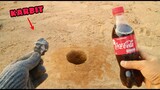 EKSPERIMEN: KARBIT VS COCA-COLA DIDALAM TANAH #experiment