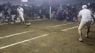 Kelly Green Grey 2nd fight Win 2 hits champion @ Cavite Coleseum