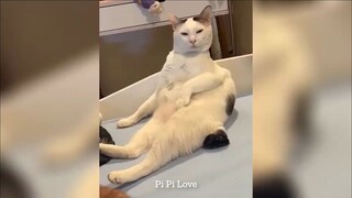 Funny dog and cat video