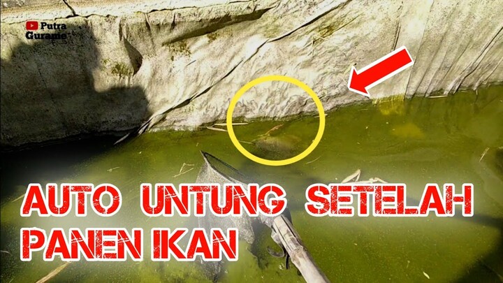KONDISI KOLAM IKAN GURAME SETELAH DI PANEN AUTO UNTUNG