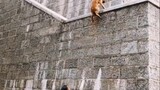 狗狗竟然也可以飞檐走壁
