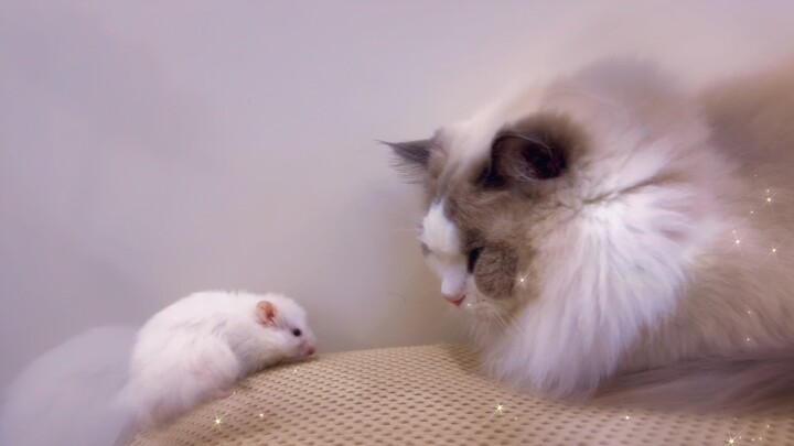Tikus ini sebenarnya suka mencium bau kaki kucing...