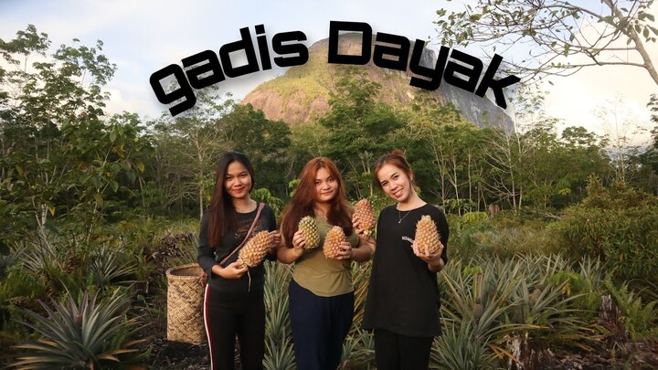 PANEN BUAH NANAS BERSAMA GADIS DAYAK #gadisdayak #gadisdayakkalimantan