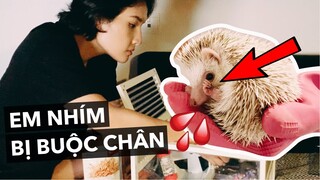 Câu chuyện của em nhím bị cột chân