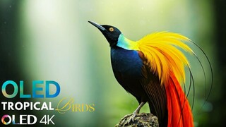 STUNNING 4K Footage of Animal Behavior Secrets _ 8K HDR 120 FPS