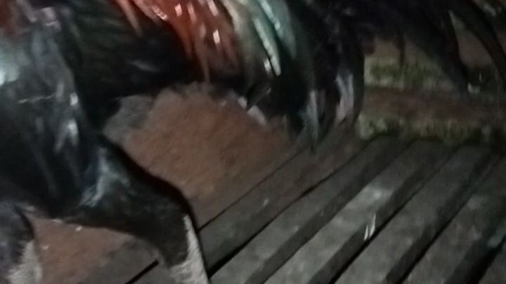 Ayam jago