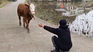 Most Emotional Animal Reunions With Their Loved Ones That Will Melt Your Heart ❤