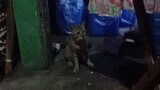Ang kulit nilang MGA PUSA cat  playing