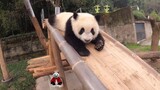 【大熊猫重重】闪开闪开！滑梯扛把子猪儿虫来啦！！！