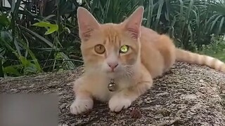 THE CAT WITH DIAMOND EYE