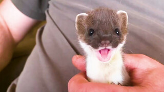 Competitive Brothers - Mustela Erminea, Mustela Nivalis And Water Weasel