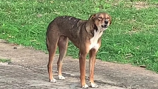 เสียงหมาเห่า เห่าอยู่หน้าวัด
