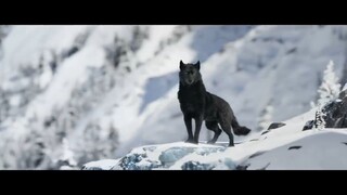 Call of The Wild |Trailer|