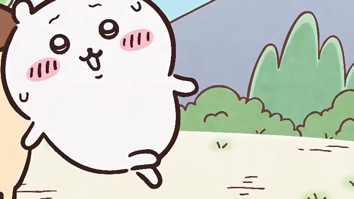 Lucu sekali, Hachi kecil, lucu sekali｜Chiikawa Episode 40 Hachi kecil bertelinga lipat
