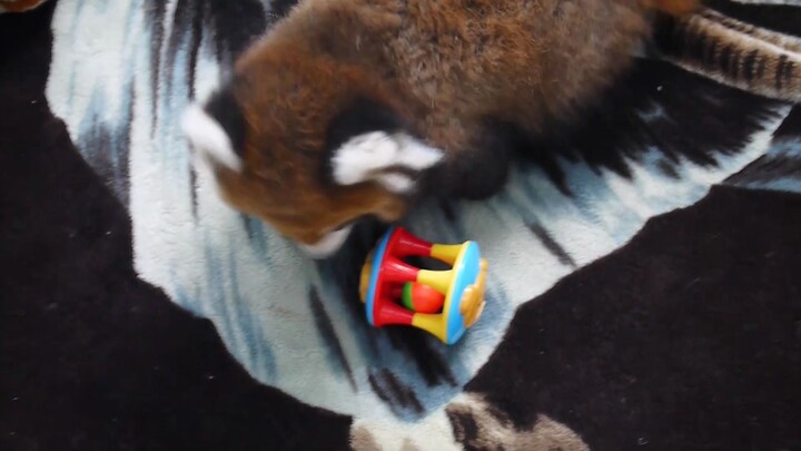 The Red Panda baby chose her favorite toy