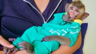 Extremely Adorable Monkey!! Wow, Little Toto looks so lovely with the green outfit