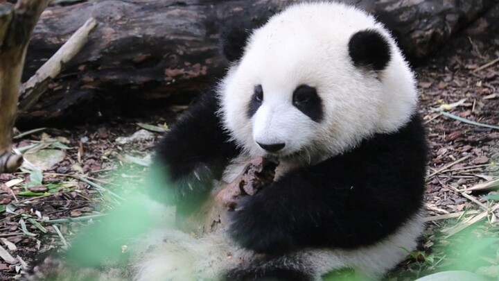 Panda Chen Yuanrun bermain bersama dengan Er Gou