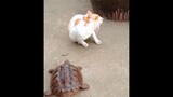 'FUNNY_ANIMAL_VIDEOS' __BEST OF THE 2021__ 🐱
