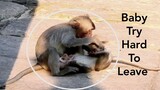 Awesome!! Baby Monkey Try Hard To Leave From Keeper Monkey, Baby Monkey So Brave To Hit Keeper Back