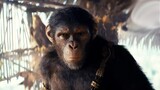 Kingdom Of The Planet Of The Apes Director Teases New Trilogy, Next Movie Discussions