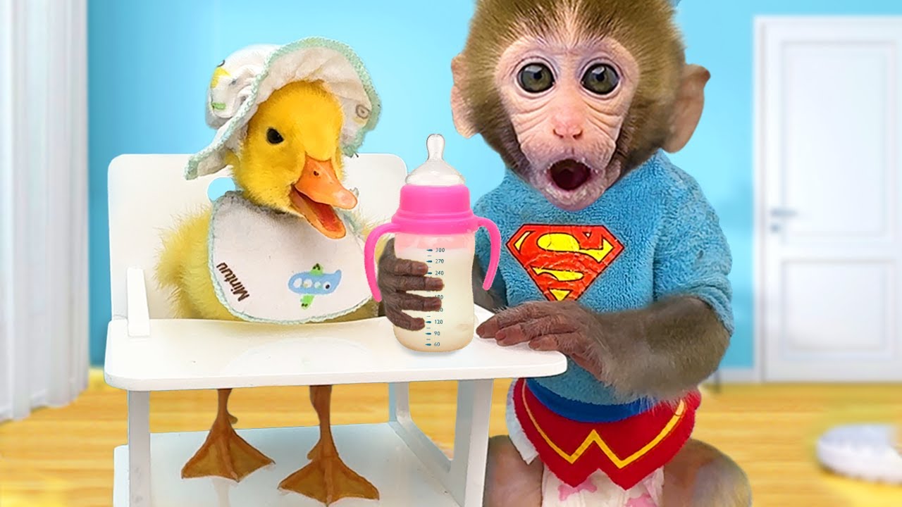 Monkey Baby Bon Bon eats Watermelon Jelly with puppies and bathes with  ducklings in the bathroom 