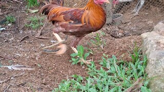 gold kelso, yellow legged. 3 months old